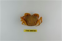 藏品(扁足澤蟹)的圖片